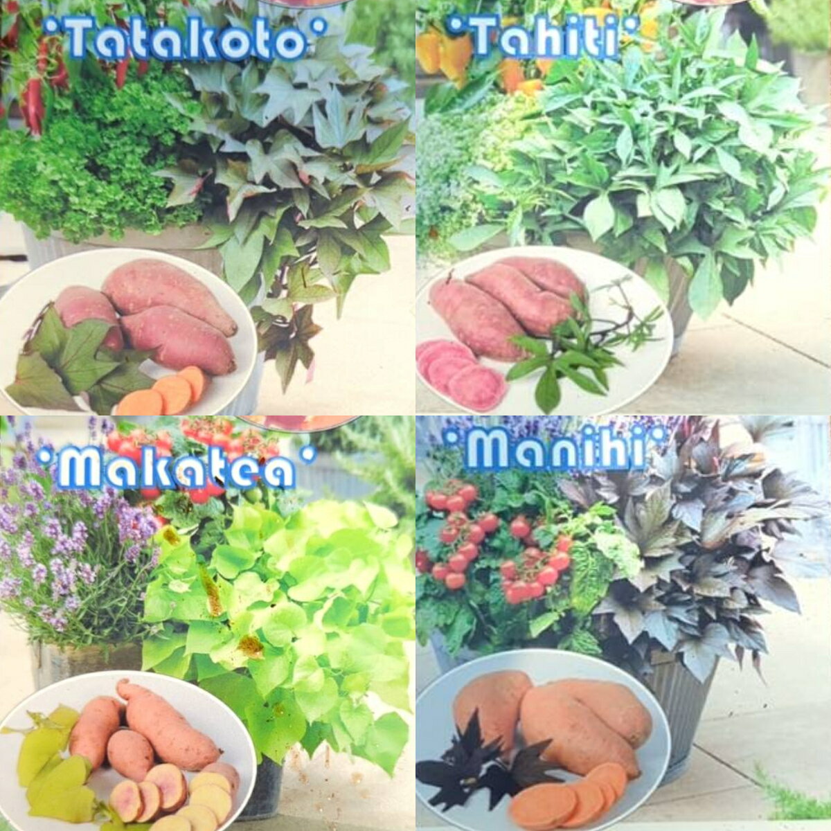 サツマイモの苗 トレジャーアイランド（イポメア）4種類から選べます　タタコト/タヒチ/マカテア/マニヒ 3.5号（直径10.5cm）ポット苗 1株 カラーリーフ　寄せ植えのサムネイル