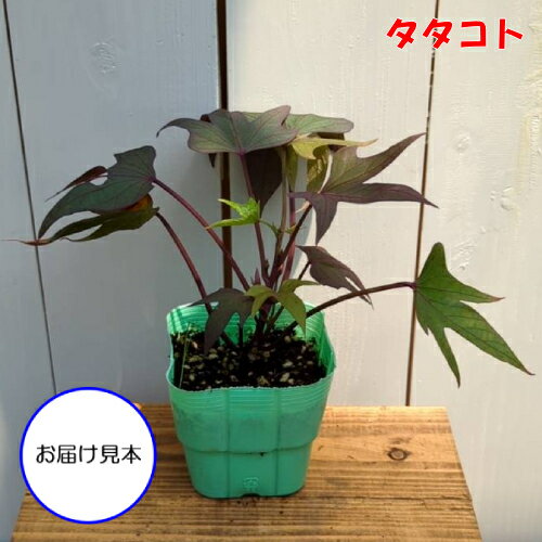 サツマイモの苗 トレジャーアイランド（イポメア）4種類から選べます　タタコト/タ...