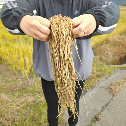 宿根びっくりアスパラ M株 10株セット もちろん初年度から収穫出来ます！　品種：ウェ