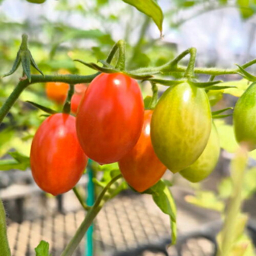 乐天商城 - ミニトマトの苗　野菜苗 ソラリーノ (Solarino RZ) 3号 (直径9cm) ポット苗 1個 プラム型ミニトマト 野菜 ミニ野菜 家庭菜園
