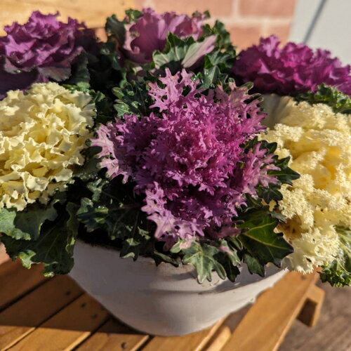 葉牡丹 カラフル9株 花寄せ植え　ミニ 直径24cm鉢のお手軽バージョン全国送料無料のサムネイル