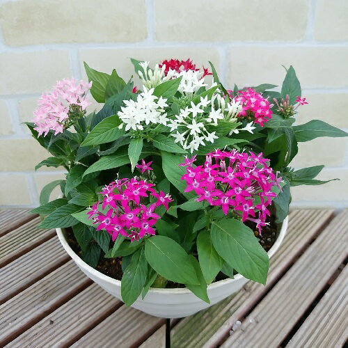 希望の花言葉 花通販 新しい旅立ち 困難を乗り越える 再チャレンジのためのお花選 花通販happyｶﾞｲﾄﾞ