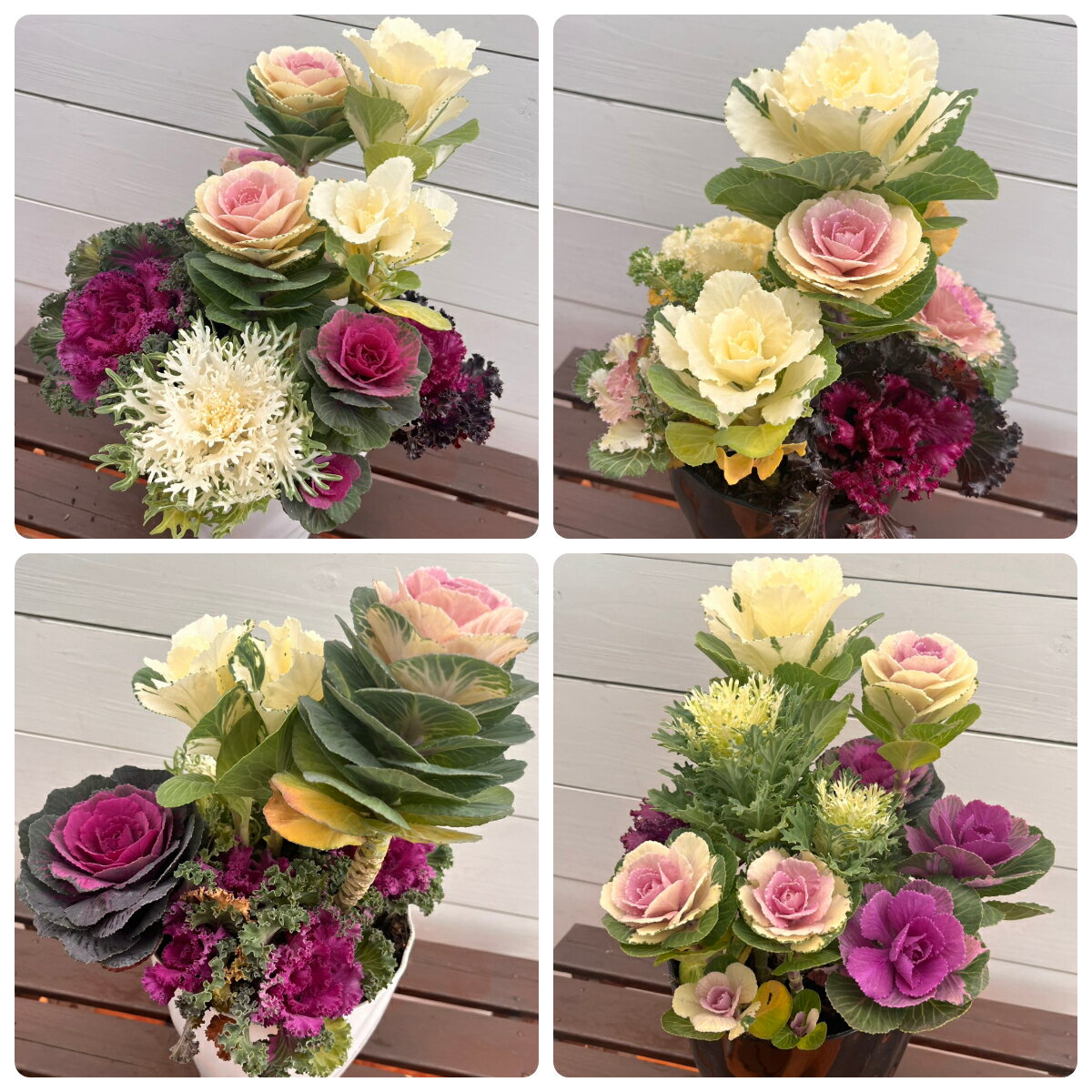 葉牡丹寄せ植え6号鉢1個寄せ植え冬...