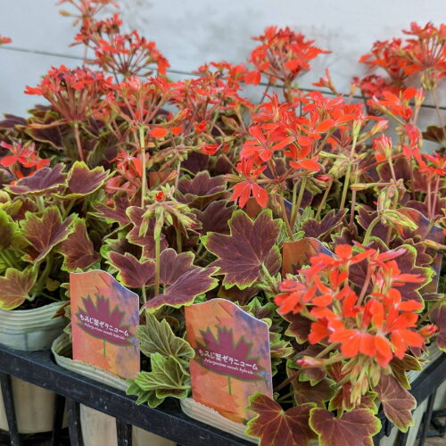 イングの森 花の鉢植え 宿根草 もみじ葉ゼラニューム ( モミジバゼラ) バンクーバーセンティニア 3.5号 ゼラニウム 苗 花の苗 花苗　カラーリーフ　寄せ植え