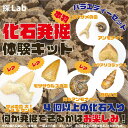 化石発掘体験キット(バラエティーセット)4個以上の化石入り 何が入っているかはお楽しみ(モササウルス・光るアンモナイト・古代サメの歯・スクアリコラックス・巻貝・...