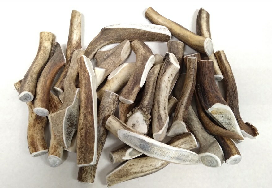 �٥˥��󥢥�ȥ顼�������ꡡ�Ѵ֡���������1�ܡڡ�����̵�����᡼���ػ��ꡦñ��ȯ�������ۥڥåĥ롼�ȡ�����������㡡��񡡼����������ѡ�ŷ���Ǻ�