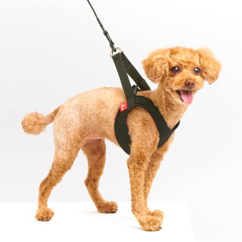 Harness Leash - アニフル (anifull) アニサポ ハーレスト ブラック XSサイズ 犬 XS サイズ