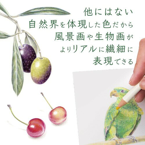 トンボ鉛筆 色鉛筆 色辞典 単色 CI-RD17-6P 仙人掌 6本 mannishboy-24061582 マニッシュボーイ サンプル画像3