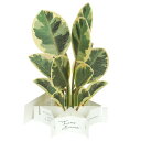 グリーティングライフ ブルーミングカード フィカス ・アルテシーマ 観葉植物 KE-51
