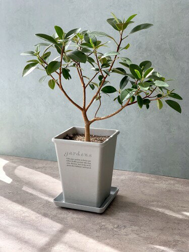 ȬȨ���� �ѥԥ� �����ץ졼�ȳѷ� WH 230 241669