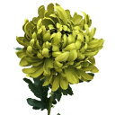 造花 シルクフラワー 『皇帝菊 グリーン GA0246-024』