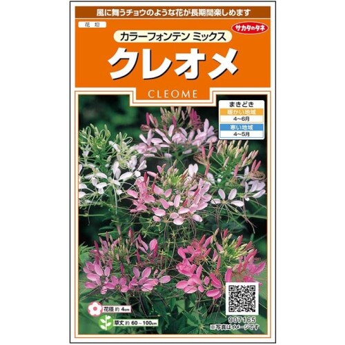 サカタのタネ 実咲花7165 クレオメ カラーフォンテンミックス 風に舞うチョウのような花 チョウが群れ飛ぶような花姿から「風蝶草」とも呼ばれます。丈夫で育てやすいです。鋭いとげがあるので注意が必要です。 1袋(約167粒) 袋裏面画像をご覧ください。 ■ご注意:この種子を食べたり、動物等に与えないでください。また、お子様の手の届かない所で保管してください。直射日光 ■湿気を避け、涼しい所で保管してください。 商品コード20080879342商品名サカタのタネ 実咲花7165 クレオメ カラーフォンテンミックス型番00907165※他モールでも併売しているため、タイミングによって在庫切れの可能性がございます。その際は、別途ご連絡させていただきます。※他モールでも併売しているため、タイミングによって在庫切れの可能性がございます。その際は、別途ご連絡させていただきます。
