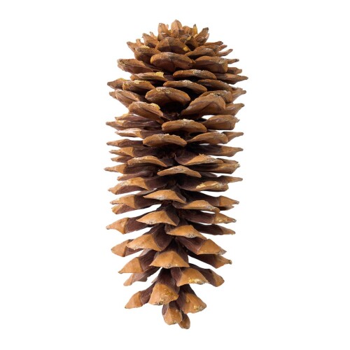 大地農園 シュガーパインコーン ナチュラル 約L20〜30cm DO024020-000 サイズ:約L20〜30cm 形状:実物 素材:天然素材 色相:赤 オフホワイトのシュガーパインコーン。ドライフラワー。 長さ:約20〜30cm アメリカ原産の世界一大きな松ぼっくりとして有名な五葉松の松ぼっくり。 商品コード20082149492商品名大地農園 シュガーパインコーン ナチュラル 約L20〜30cm DO024020-000型番DO024020-000サイズ約L20〜30cmカラーN※他モールでも併売しているため、タイミングによって在庫切れの可能性がございます。その際は、別途ご連絡させていただきます。※他モールでも併売しているため、タイミングによって在庫切れの可能性がございます。その際は、別途ご連絡させていただきます。