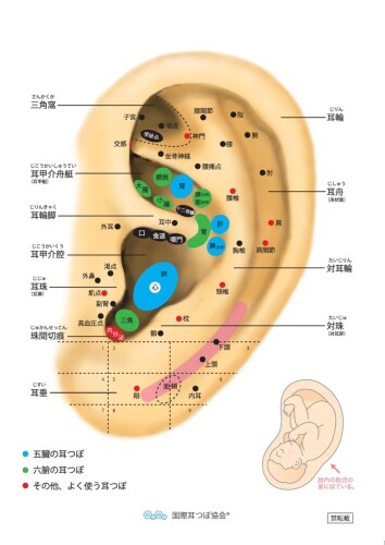 ������ �١��������Ⱦ�(6mm������)����� 32P