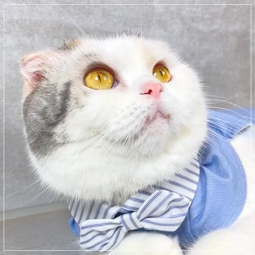 �������ͤ� C?lin���� �饤�ȥ֥롼 M ������