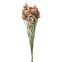 東京堂 ドライフラワー スターチス アプリコット 約L50cm FD003034-012