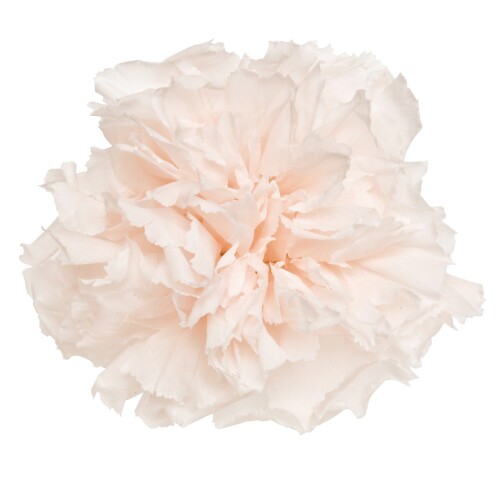 Rakuten - FLorever プリザーブドフラワー フレッシュルックミニカーネーション (12輪入り) パンナコッタ FL001200-046