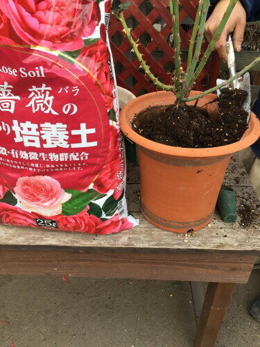 �������Ѳʳ� �鯤Τ������������ 25L