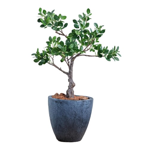 Botanical life+ フェイクグリーン 観葉植物 光触媒 日本製 消臭 抗菌 パンダガジュマル 70cm Dシリーズ 光触媒加工で消臭抗菌効果 好みの角度に調整できるワイヤー内蔵タイプ 専用のオリジナル鉢が付属ですぐに設置可能 本体(ポリエチレン)・鉢(ポリプロピレン)・バークチップが付属 高さ約70 cm×奥35 cm×横40 cm 水やりや枯れる心配が一切不要で、忙しい方にもぴったり。 鉢付きでラクラク設置可能な観葉植物が登場。 「Botanical life+」のオリジナル鉢付き「Dシリーズ」です。 光のエネルギーを活用して有害物質や汚れ、菌、ウイルスを分解。 太陽光や室内照明の紫外線を吸収して効果を発揮します。 抗菌 ■消臭効果: 部屋の空気を清浄化し、オフィスや家庭、商業施設で快適で清潔な空間づくりをサポートします。 リビングやダイニング、キッチン、玄関、寝室などあらゆる空間でワンポイントアクセントとして活躍します。 カフェやバー、オフィス、美容室、ホテル、エントランス、ショッピングモールなど、 多岐にわたる業種や施設で利用可能です。 空間を彩り、訪れる人々に良い印象を与えます。 オリジナルの鉢付属なので、別途鉢を買わずに済み、ご購入後すぐに設置可能です。 根元には天然のバークチップやファイバーを使用し、本物の植物のようなリアルさを再現しています。 梱包時はコンパクトに折りたたまれていますので、 開封後はワイヤー部分を伸ばし、見た目をお好みの形に調整してください。 葉が折れている場合は、ドライヤーやスチームアイロンの蒸気、または温かいタオルで温めると 元の形に戻りやすくなります。 人の手で一本一本作られているため、葉が取れやすいものがあります。 葉は接着剤で取り付けられているため、万が一葉が取れてしまった場合でも、接着剤で接着可能です。 葉の根本に接着剤をつけて枝にしっかり差し込んで下さい。 光触媒加工のため本体には抗菌作用がありますが、 根元のバークチップ、ファイバーは天然素材ですのでカビが発生する場合があります。 カビが生じた場合は、その部分を天日干しするか、 気になる場合は取り除いて下さい。 カビ防止のため、日当たりが良く、風通しの良い場所に置くことをおすすめします。 商品コード20082000002商品名Botanical life+ フェイクグリーン 観葉植物 光触媒 日本製 消臭 抗菌 パンダガジュマル 70cm Dシリーズ型番25165サイズ高さ約70 cm&times;奥23 cm&times;横40 cmカラーパンダガジュマル※他モールでも併売しているため、タイミングによって在庫切れの可能性がございます。その際は、別途ご連絡させていただきます。※他モールでも併売しているため、タイミングによって在庫切れの可能性がございます。その際は、別途ご連絡させていただきます。