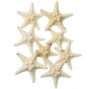 東京堂(Tokyodo) ドライフラワー コブヒトデミニ 約L3.0~6.0cm 6コ入 FD005553-zzz