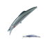 タックルハウス(Tacklehouse) SHIBUKI シブキ V186mf No.9CトビウオCHG 186mm / 50g タックルハウス(Tacklehouse) SHIBUKI シブキ V186mf No.9CトビウオCHG 186mm / 50g