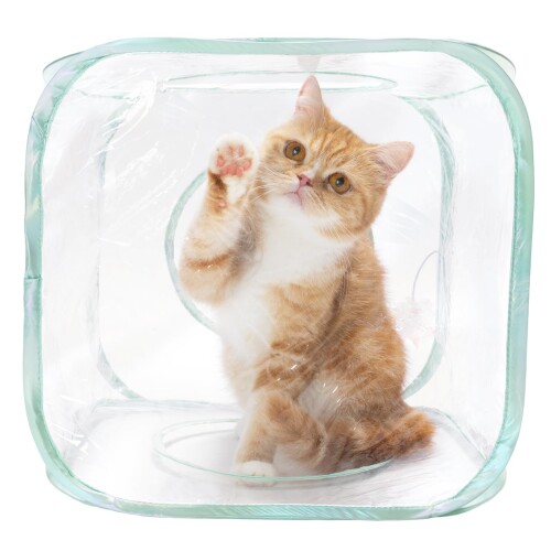 猫壱 キャットプレイキューブmofusand b) キューブ 一度遊んだらやめられない!猫が大好きカサカサ素材 ひとり遊びもできる!ひらひらおもちゃ付き マジックテープでつなげて使えて、広がる楽しみ方 使わない時はコンパクトに 商品コード20081816475商品名猫壱 キャットプレイキューブmofusand b) キューブ型番4582725982121カラーmofusand※他モールでも併売しているため、タイミングによって在庫切れの可能性がございます。その際は、別途ご連絡させていただきます。※他モールでも併売しているため、タイミングによって在庫切れの可能性がございます。その際は、別途ご連絡させていただきます。