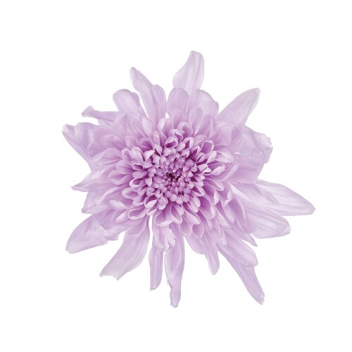 大地農園 プリザーブドフラワー ことね菊 スウィートライラック 約花径4.5~6.5cm 6輪入 DO004790-451 約花径4.5~6.5cm 主な素材:天然素材 原産国:日本国 プリザーブドフラワー フラワー(プリザーブド) 染料が切り口や表面から漏れることがありますので、直射日光や湿気は避けてください。 直射日光や高温多湿の場所は避けてください。屋内装飾用のため、屋外でのご使用には適しておりません。 自然素材の為、色や形が画像と多少異なることがあります。 ■プリザーブドフラワーとは? ■生花に特殊加工を施し、 花本来の風合い、みずみずしい感触を 長時間楽しむために誕生したものです。 ■大地農園のプリザービングブランドは 世界の産地より生花を仕入れ、 国内の自社工場で加工していますので、 高品質で安心してお使い頂けるブランドです。 ■色落ちをする恐れがあります。 商品コード20082060577商品名大地農園 プリザーブドフラワー ことね菊 スウィートライラック 約花径4.5~6.5cm 6輪入 DO004790-451型番DO004790-451サイズ花径 約4.5〜6.5cmカラースウィートライラック※他モールでも併売しているため、タイミングによって在庫切れの可能性がございます。その際は、別途ご連絡させていただきます。※他モールでも併売しているため、タイミングによって在庫切れの可能性がございます。その際は、別途ご連絡させていただきます。