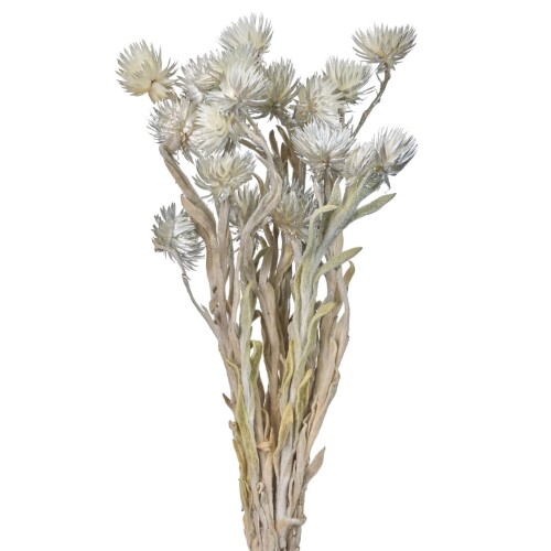 東京堂(Tokyodo) ドライフラワー ミニシルバーデージー 約L30cm 約花サイズ3.5〜4cm 25g入 FD032001-912