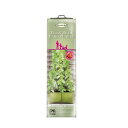 たためるプランター 支柱穴付き つる性植物 Pea & Bean Patio Planter (たためるプランター)