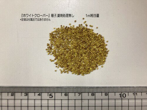 福花園種苗 ホワイトクローバーお徳用種子 1L詰