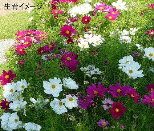 福花園種苗 コスモス種子(景観用センセイションMix)100ml詰 211901