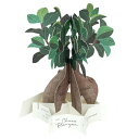 グリーティングライフ ブルーミングカード ガジュマル 観葉植物 KE-52