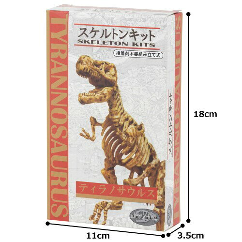 ヤマサン(Yamasan) Dino Fantasy スケルトン・キット ティラノサウルス 510286-1 全長25cm mannishboy-24913768 マニッシュボーイ サンプル画像3