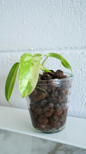 ���ı�ݿ�ʪ �ϥ��ɥ��ܡ��� 40L ��γ