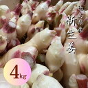【10/31(金)23:59まで200円OFF】徳島県産 新生姜 約4kg 季節限定 無添加 業務用 大容量 国産 しょうが 生姜 ショウガ 温活 健康 食品 ジンジャー 料理 薬味 きざみ おろし しょうが湯 生姜焼き 唐揚げ 家庭用 常備菜 漬物 炒め物 夏野菜 お取り寄せ ギフト 人気