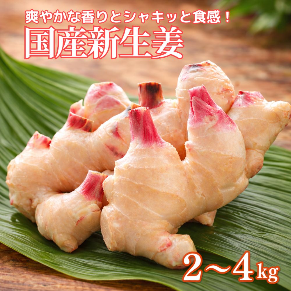 【4/24 20時開始｜10％OFFクーポン 配布中】【送料無料】新生...(4.0)