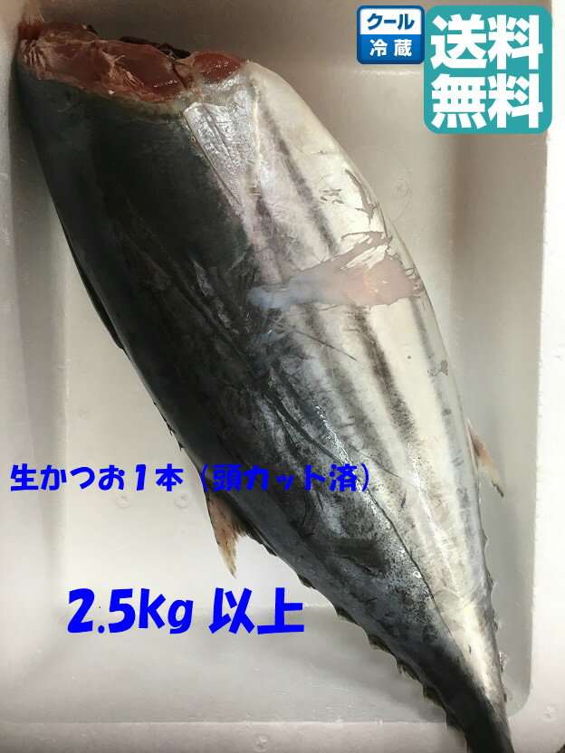 福島水揚げ朝採れ生かつお1本刺身用　かつお　鰹　沖縄不可
