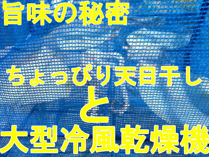 送料無料 マルゲン水産　青森県産特大イカ一夜干し　びっくり特大3枚　焼くだけ 塩加減 お歳暮 お中元 ギフト 冷蔵 贈答 いか イカ　烏賊　干物　ひもの　バーベキュー