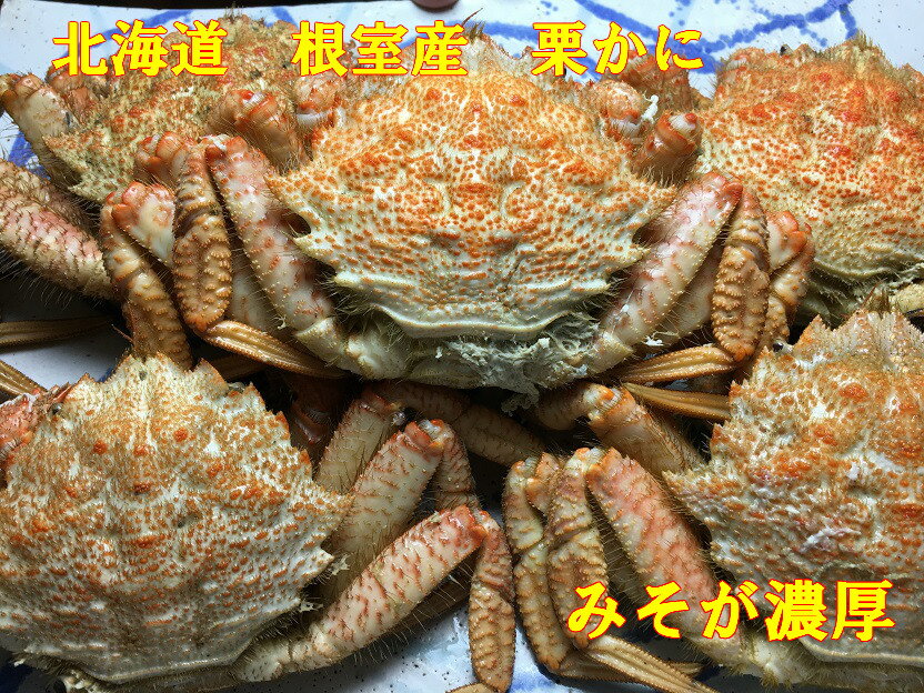 送料無料 新物 北海道 根室産 杉山水産ボイル栗かに1kg（