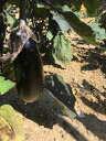 送料無料 7月中旬発送開始 魚屋が栽培した福島県産無農薬野菜なす3kg ナス 茄子 品質管理上沖縄は不可