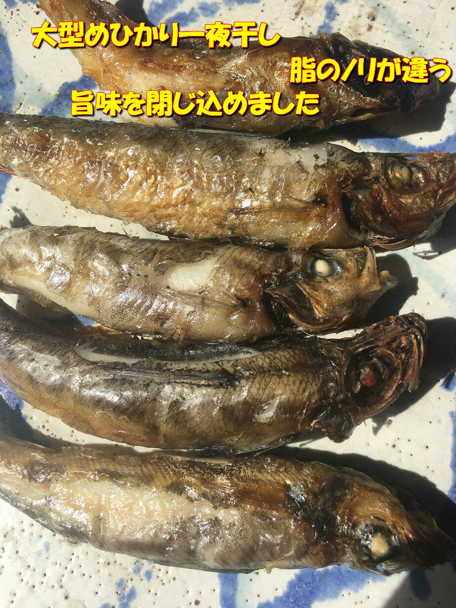 送料無料　大型めひかりの一夜干し　15匹 目光 常磐産　めひかり　メヒカリ 干物 常磐もの 常磐モノ ...