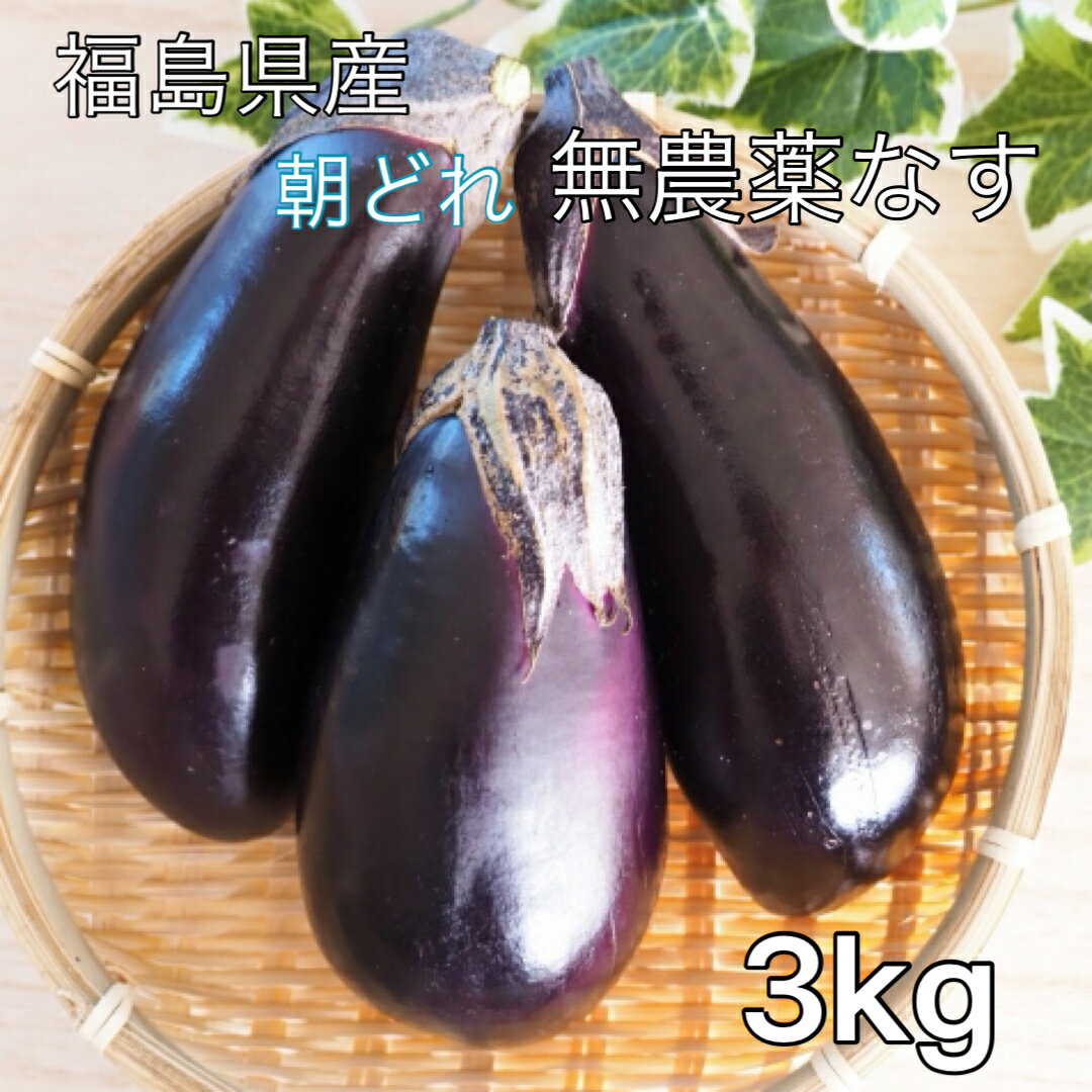 送料無料 魚屋が栽培した福島県産朝どれ無農薬野菜なす3kg　ナス　茄子　不揃い傷ありも混ざっています。味はそのまま　品質管理上　沖縄は不可