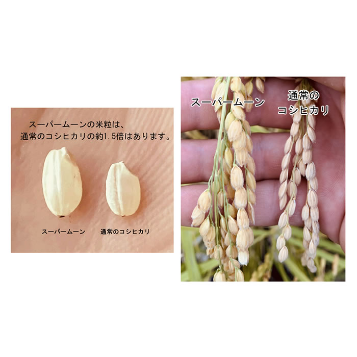 令和6年産 特別栽培米 「スーパームーン」 山梨県産 白米2kgx1袋 保存包装 選択可
