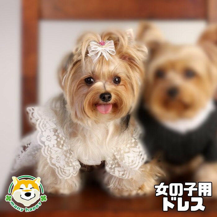       뺧 ɥ쥹 󥰥ɥå ԡ 졼 ƥ  ڥåȥ դդ   ...