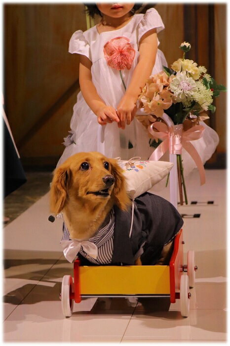 【 中型犬用 】 犬 服 タキシード グレー ストライプ ネクタイ 蝶ネクタイ 結婚式 フォーマル リングドッグ コスプレ 記念日 お祝い 正装 前撮り 金スタッズ マジックテープ留め プレゼント 柴犬 パグ フレンチブルドッグ DoggyDolly FP-F047 犬服