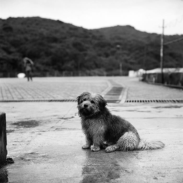 �Կ��ʥ��������꡼�� Rollei�ʥ����饤�� Retro 400s 135-36�绣�� ��35mm/����ե����͢�������ξ��ʤϤ�1����10���¤�Ȥ����Ƥ��������ޤ�����KK9N0D18P��