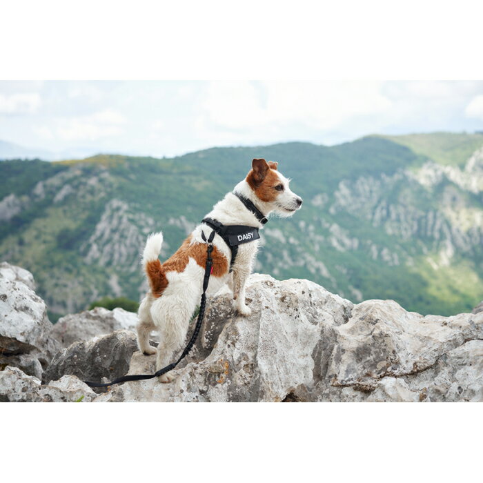 EZYDOG�ʥ��������ɥå��� �������ץ쥹�ϡ��ͥ� �淿�� M ���꡼�󥫥�