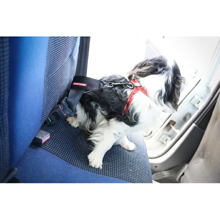 EZYDOG�ʥ��������ɥå��� ���������ȥ����å����� ���������緿�� �֥�å�