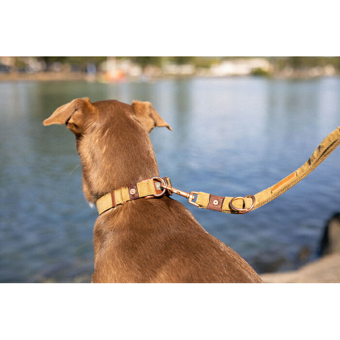 EZYDOG（イージードッグ） ダブルロックカラー コーデュロイ 中型犬 M