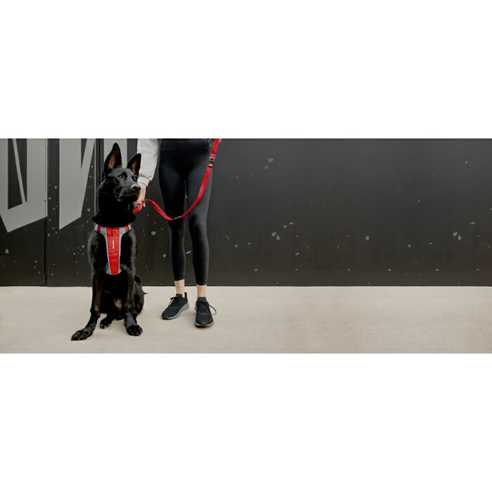 EZYDOG�ʥ��������ɥå��� ���å������ �ϡ��ͥ� ��å� ������ XS